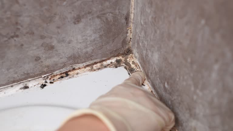 Best Mold Damage Restoration  in Clarinda, IA